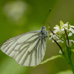 Bělásek horský – Pieris bryoniae (Hübner, 1806)